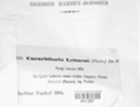 Cucurbitaria laburni image